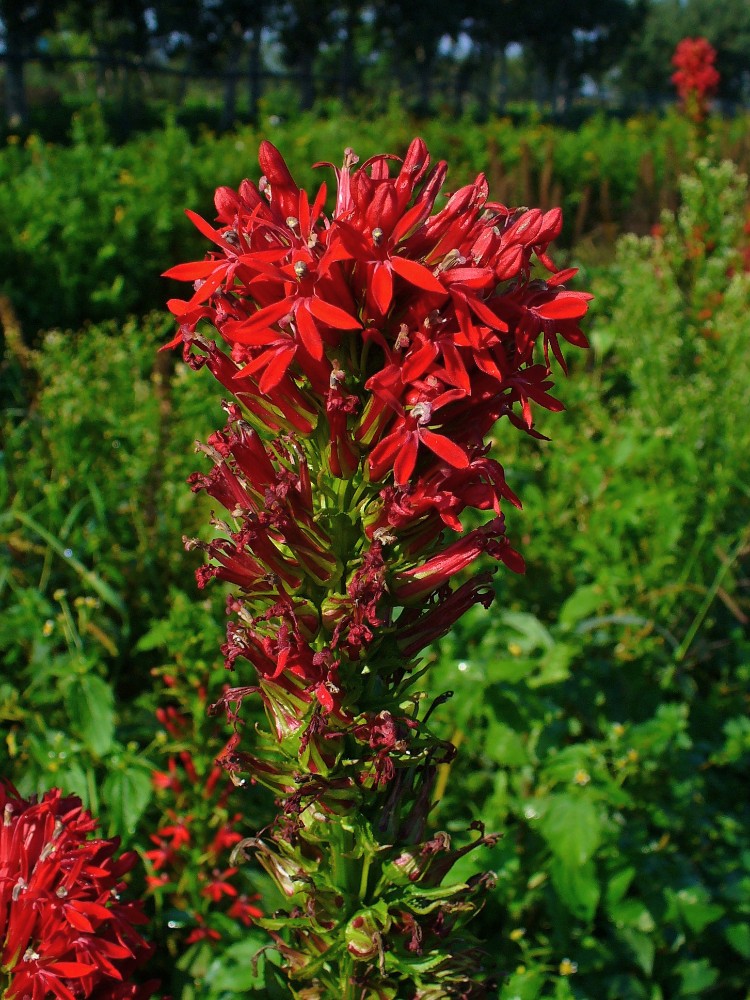 cardinal_flower2